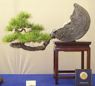 Bonsai, cay canh nghe thuat, cây cảnh nghệ thuật, cay the, cây thế, triển lãm bonsai, trien lam bonsai, triển lãm cây thế, trien lam cay the